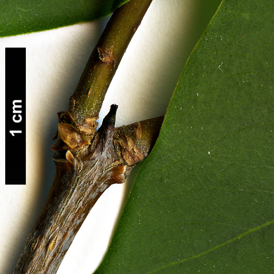 High resolution image: Family: Oleaceae - Genus: Syringa - Taxon: oblata - SpeciesSub: var. dilatata